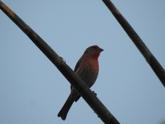 Haemorhous mexicanus