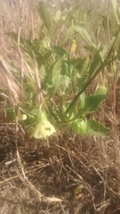 Physalis virginiana