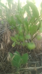 Physalis virginiana