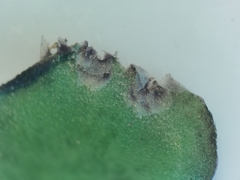Plagiochasma crenulatum