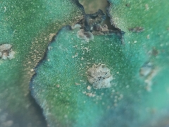 Plagiochasma crenulatum