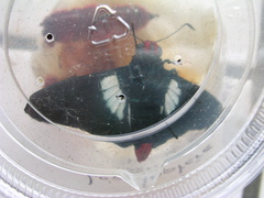 Elbella intersecta
