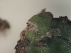 Plagiochasma crenulatum