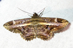 Ronania marmorides