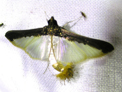 Diaphania argealis