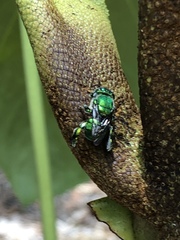 Euglossa