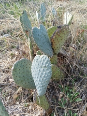 Opuntia basilaris basilaris