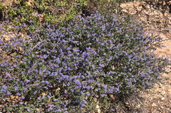 Ceanothus foliosus foliosus