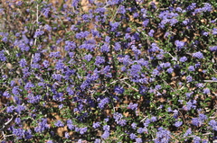Ceanothus foliosus foliosus