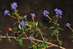 Ceanothus foliosus foliosus