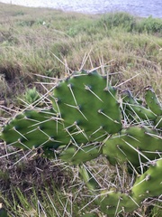 Opuntia arechavaletae