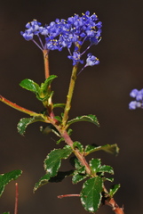 Ceanothus foliosus foliosus