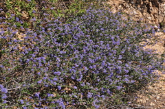Ceanothus foliosus foliosus