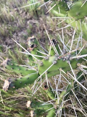 Opuntia arechavaletae
