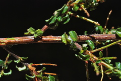Ceanothus foliosus foliosus