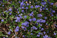 Ceanothus foliosus foliosus