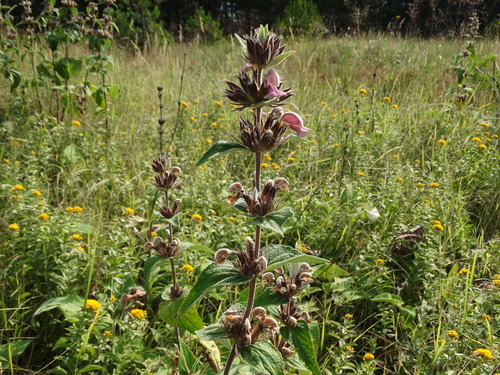 Phlomis samia, photograph 6