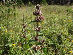 Phlomis samia