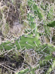 Opuntia arechavaletae
