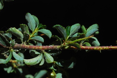 Ceanothus foliosus foliosus