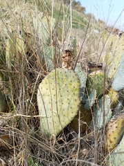 Opuntia basilaris basilaris