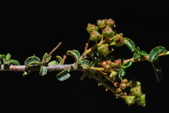 Ceanothus foliosus foliosus