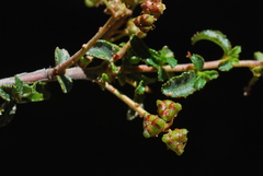 Ceanothus foliosus foliosus