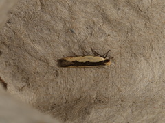 Ardozyga catarrhacta