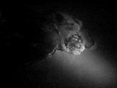 Dermochelys coriacea