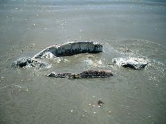 Dermochelys coriacea