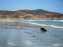Dermochelys coriacea