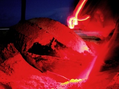 Dermochelys coriacea