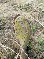 Opuntia basilaris basilaris