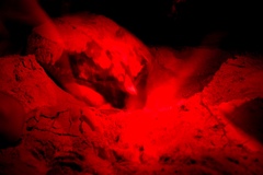 Dermochelys coriacea