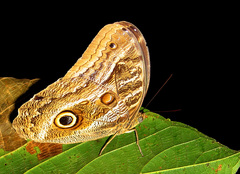 Caligo illioneus
