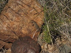 Liolaemus pseudolemniscatus