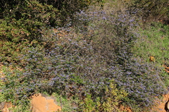 Ceanothus foliosus foliosus