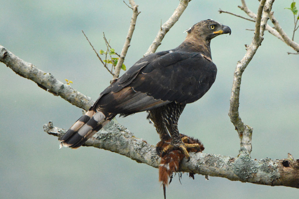 Crowned Eagle photo