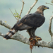 Crowned Eagle - Photo (c) Christian Kropf, some rights reserved (CC BY-NC), uploaded by Christian Kropf