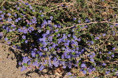 Ceanothus foliosus foliosus