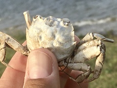 Cyrtograpsus angulatus