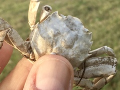 Cyrtograpsus angulatus