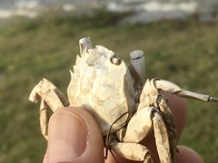 Cyrtograpsus angulatus