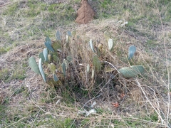 Opuntia basilaris basilaris