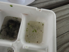 Neoplea striola