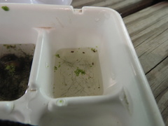 Neoplea striola