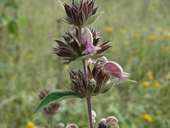 Phlomis samia