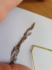 Agrostis dyeri