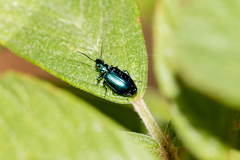 Lebia (Lebia) viridis image