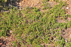 Ceanothus hearstiorum